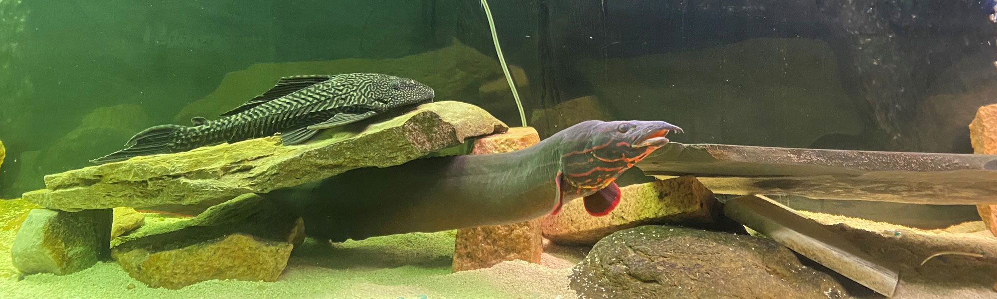 Diggie, Mascot of Digital Eel, swimming in his tank